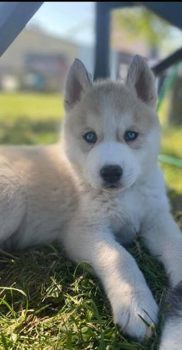 Gite Des Huskys Βίλα Tonnay-Charente Εξωτερικό φωτογραφία