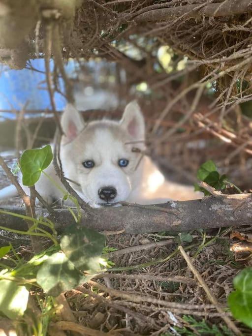 Gite Des Huskys Βίλα Tonnay-Charente Εξωτερικό φωτογραφία