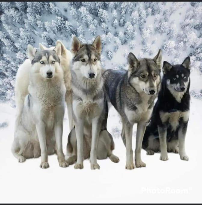 Gite Des Huskys Βίλα Tonnay-Charente Εξωτερικό φωτογραφία