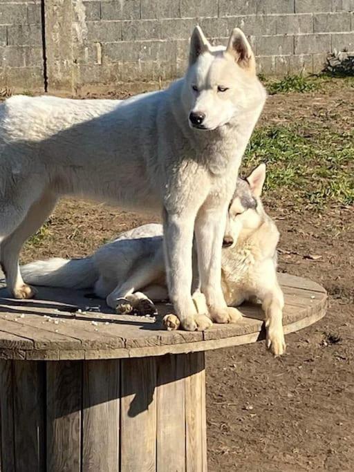 Gite Des Huskys Βίλα Tonnay-Charente Εξωτερικό φωτογραφία
